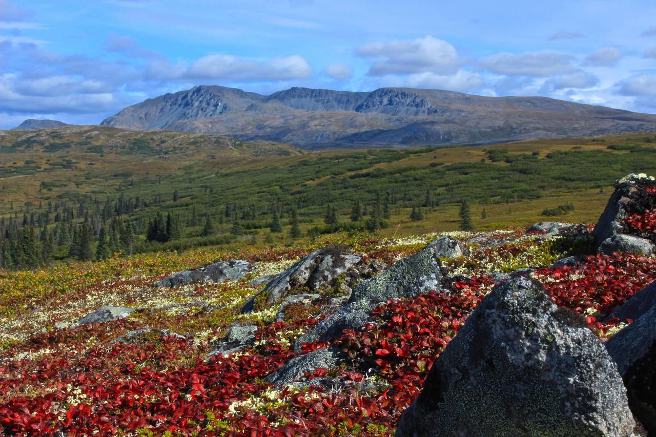 Caribou Lodge Alaska Talkeetna Luaran gambar