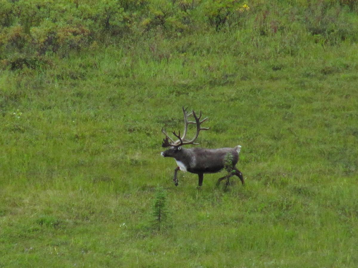 Caribou Lodge Alaska Talkeetna Luaran gambar