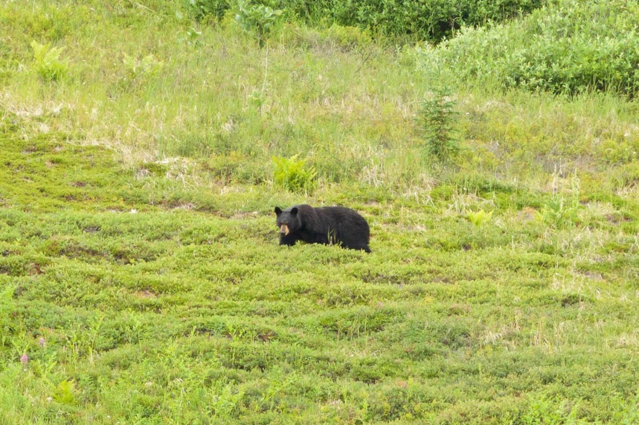Caribou Lodge Alaska Talkeetna Luaran gambar