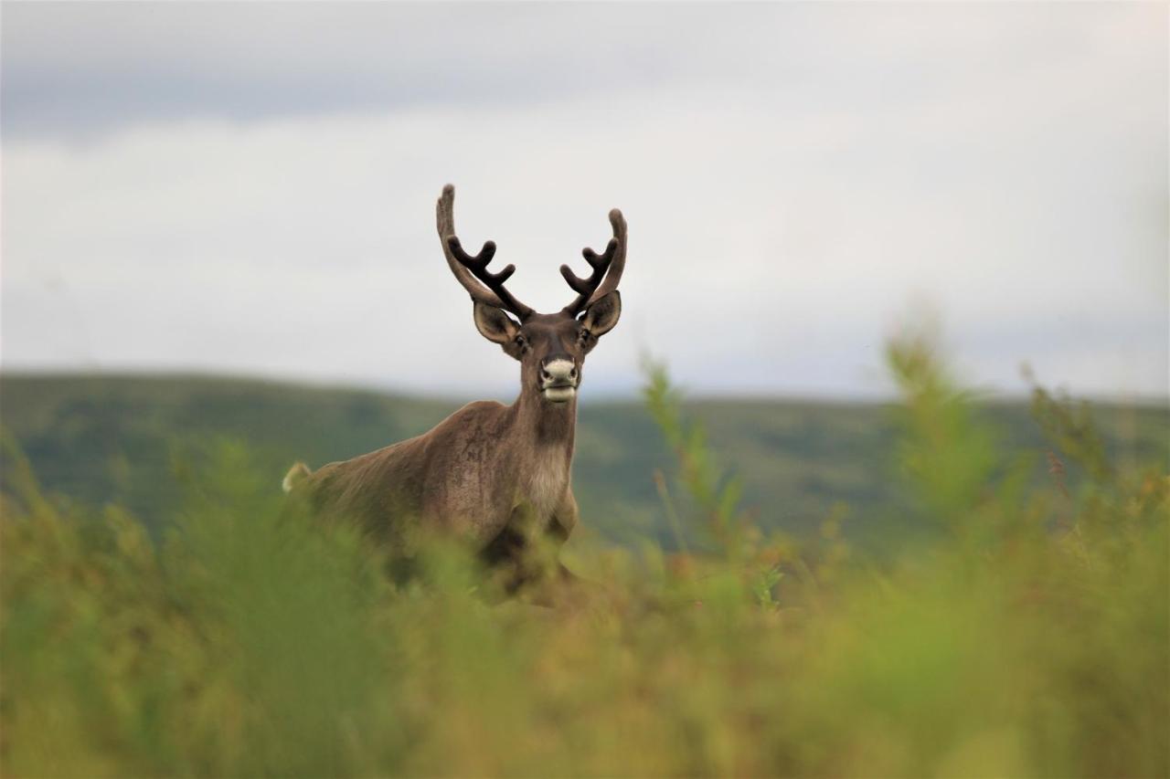Caribou Lodge Alaska Talkeetna Luaran gambar