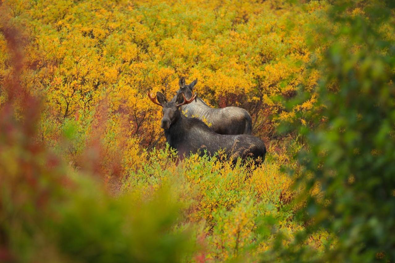 Caribou Lodge Alaska Talkeetna Luaran gambar