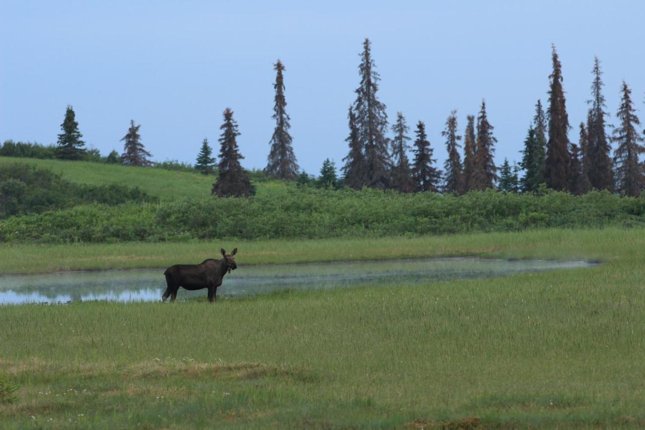 Caribou Lodge Alaska Talkeetna Luaran gambar